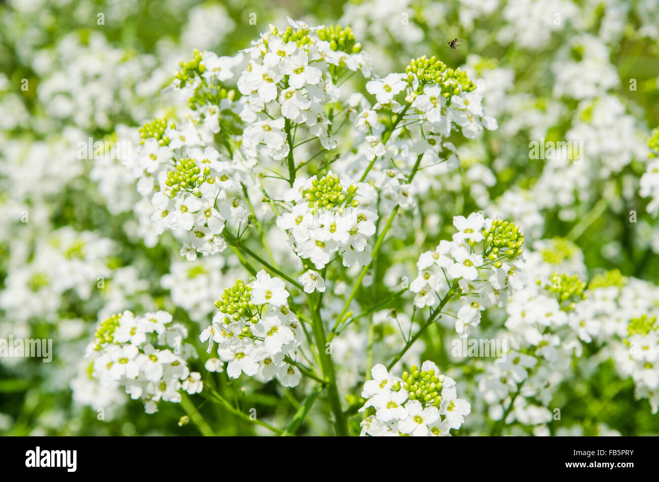 Small white flowers of horseradish, close-up Stock Photo