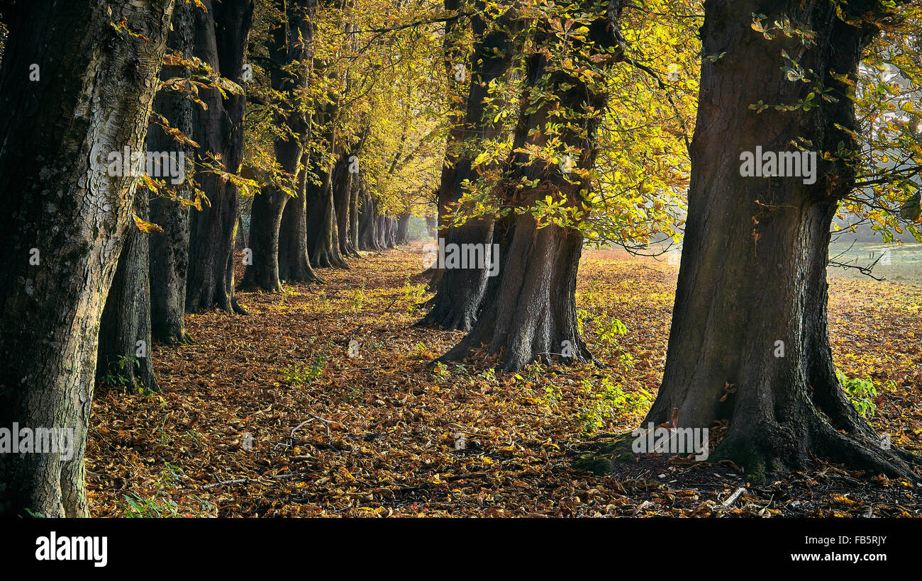 Avenue of Horse Chestnut trees in autumn Stock Photo