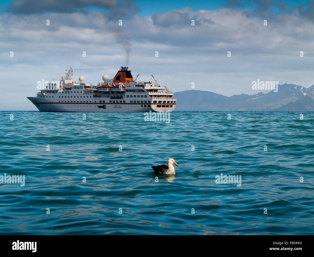 South Georgia, Gold Harbour, Ms Hanseatic at anchor, black browed albatross in water Stock Photo