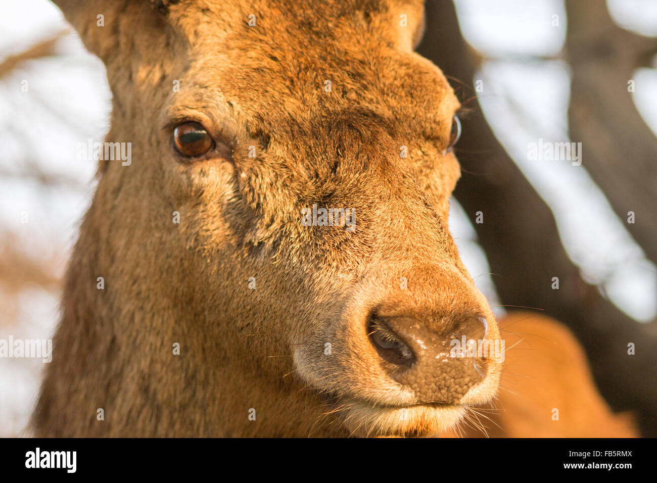 Red Deer Stag Portrait Stock Photo