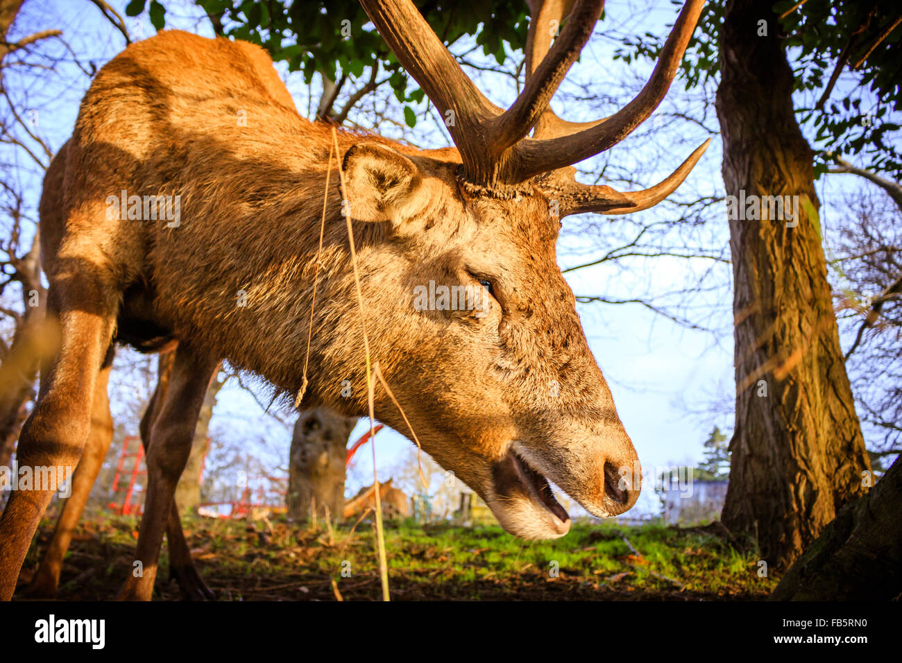 Red Deer Stag Portrait Stock Photo