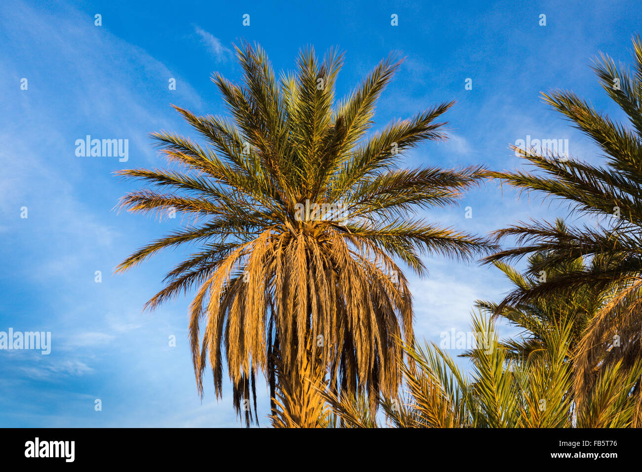 palm trees in Sahara desert Stock Photo Alamy