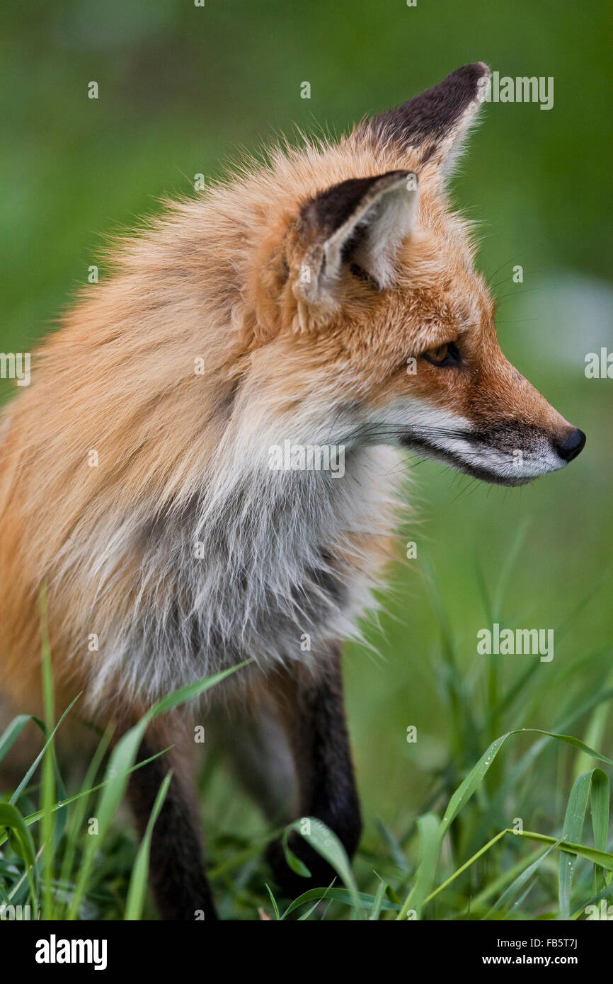 Female Fox walking through some lush grass Stock Photo