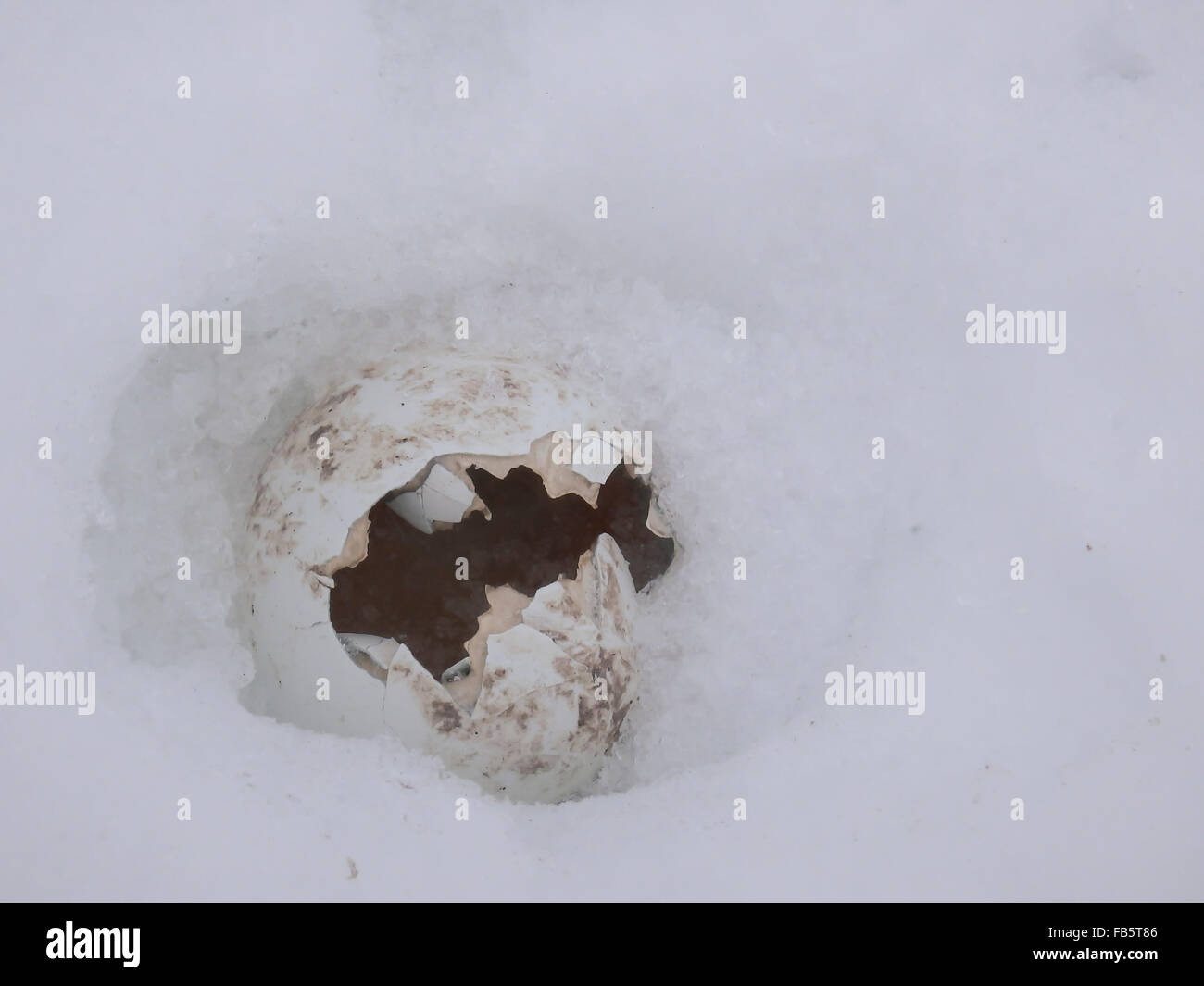Gentoo penguin egg in snow after being destroyed by skua. Stock Photo