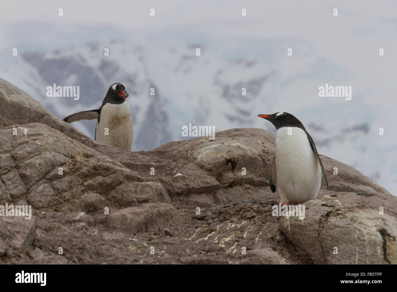 Penguin rookery hi-res stock photography and images - Alamy