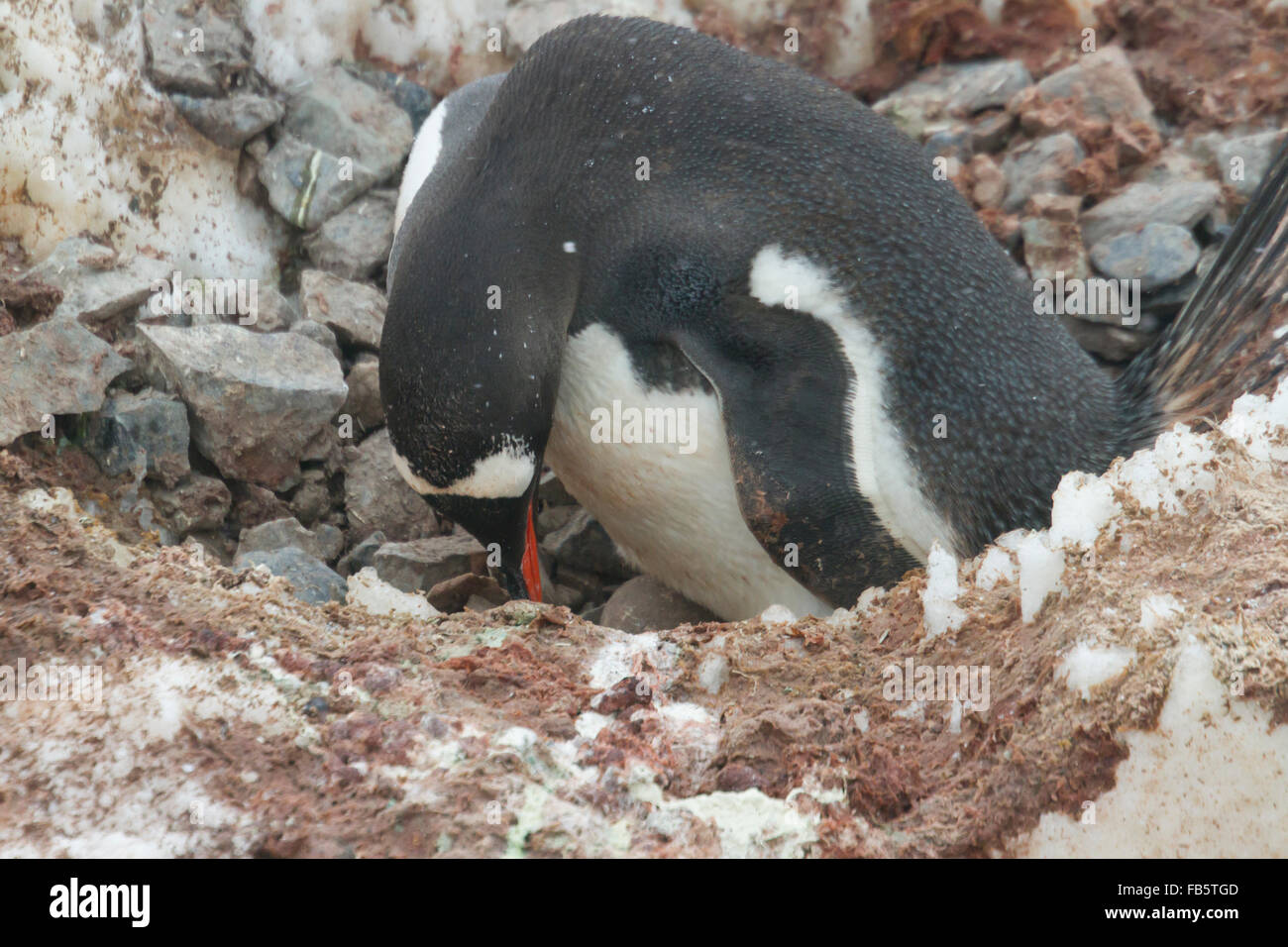 Gentoo penguin adjusting postion of egg in nest in Neko Harbor rookery, Antarctica. Stock Photo