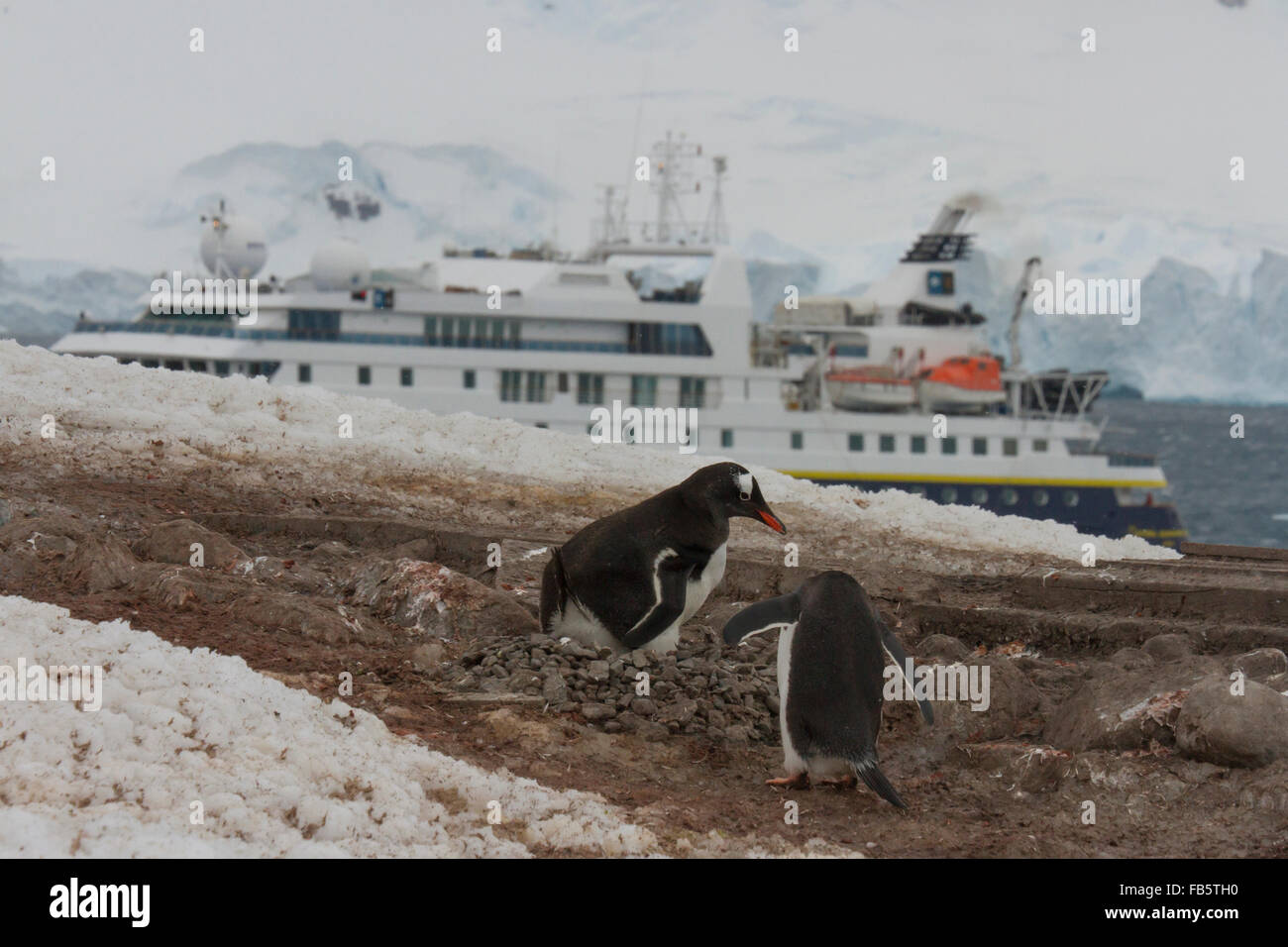 Neko Harbor, Antarctica - December 11, 2016 : Gentoo penguins nesting