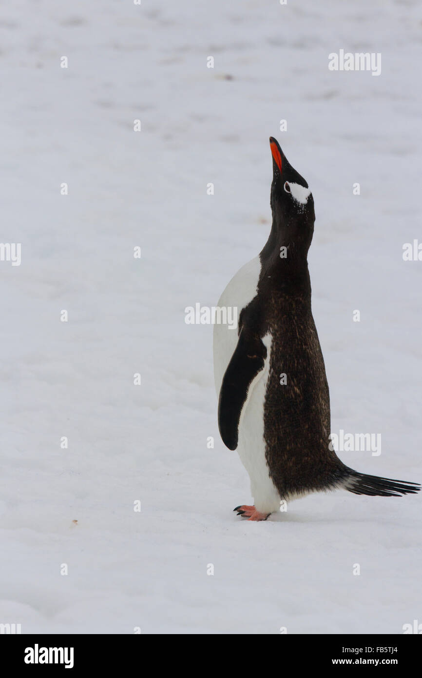 Adult gentoo penguin standing tall, Antarctica. Stock Photo