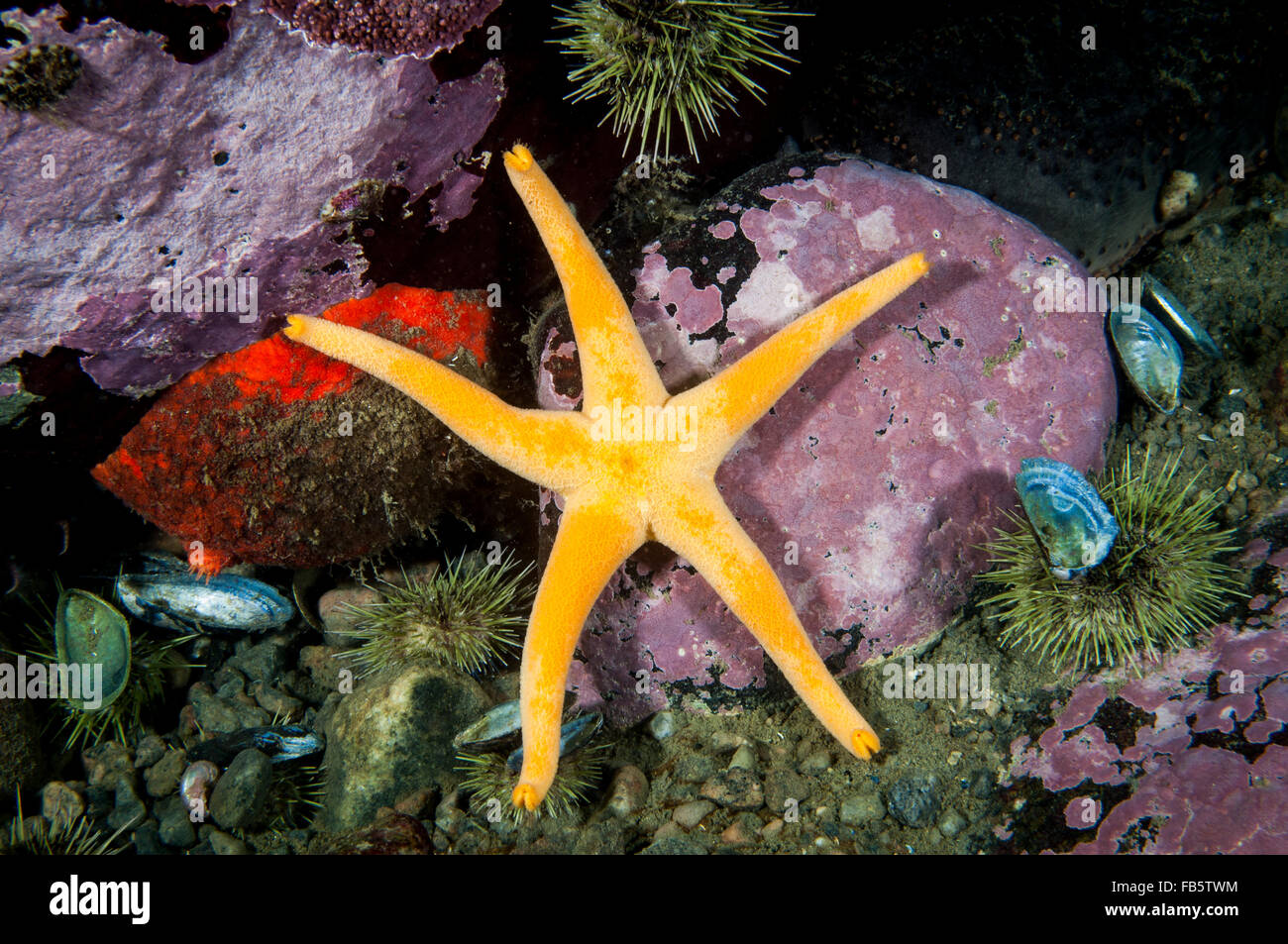 Blood Sea Star underwater in Saguenay-St. Lawrence Marine Park Stock Photo