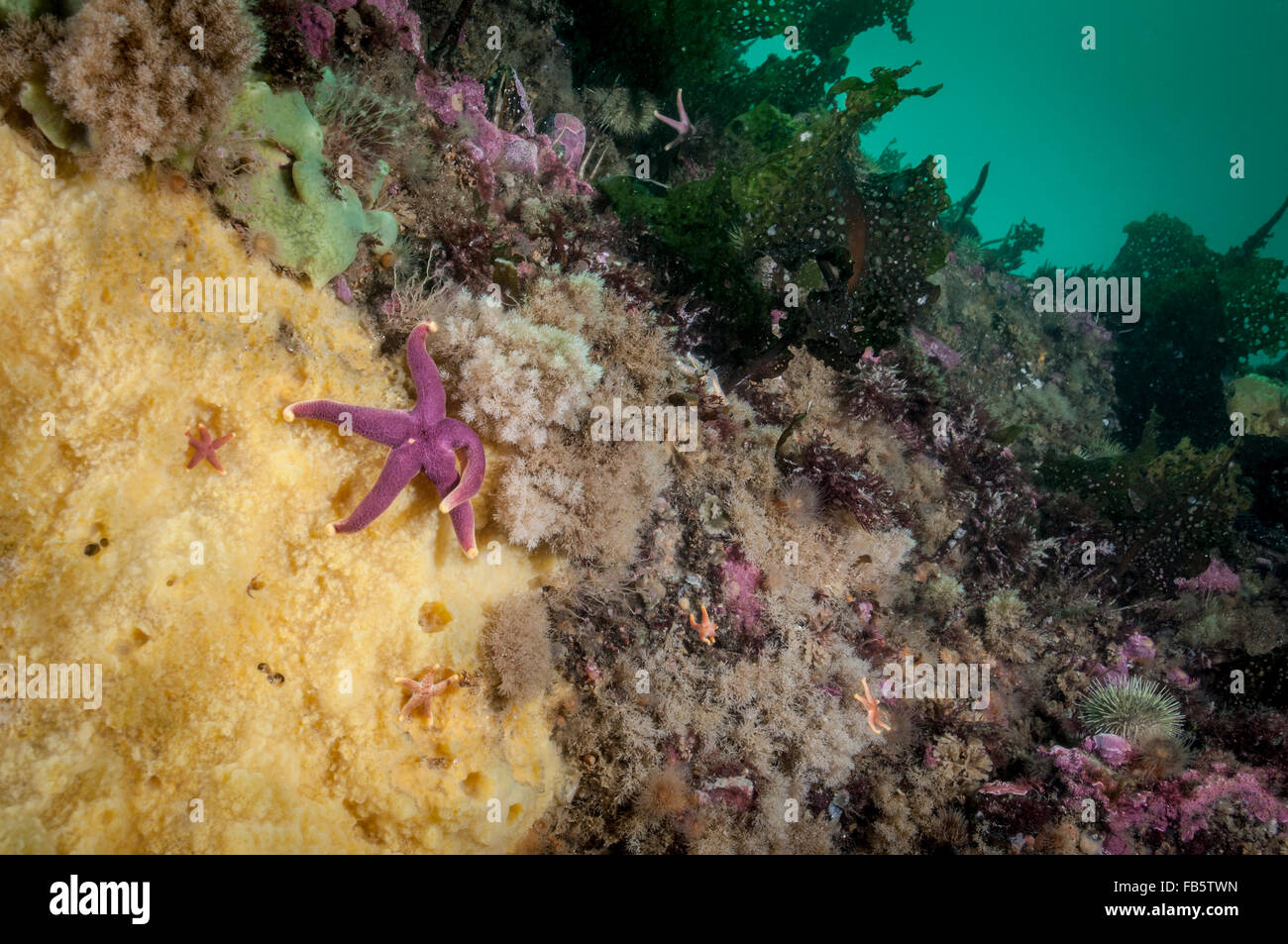 Blood Sea Star underwater feeding on a marine sponge in the St. Lawrence River Stock Photo