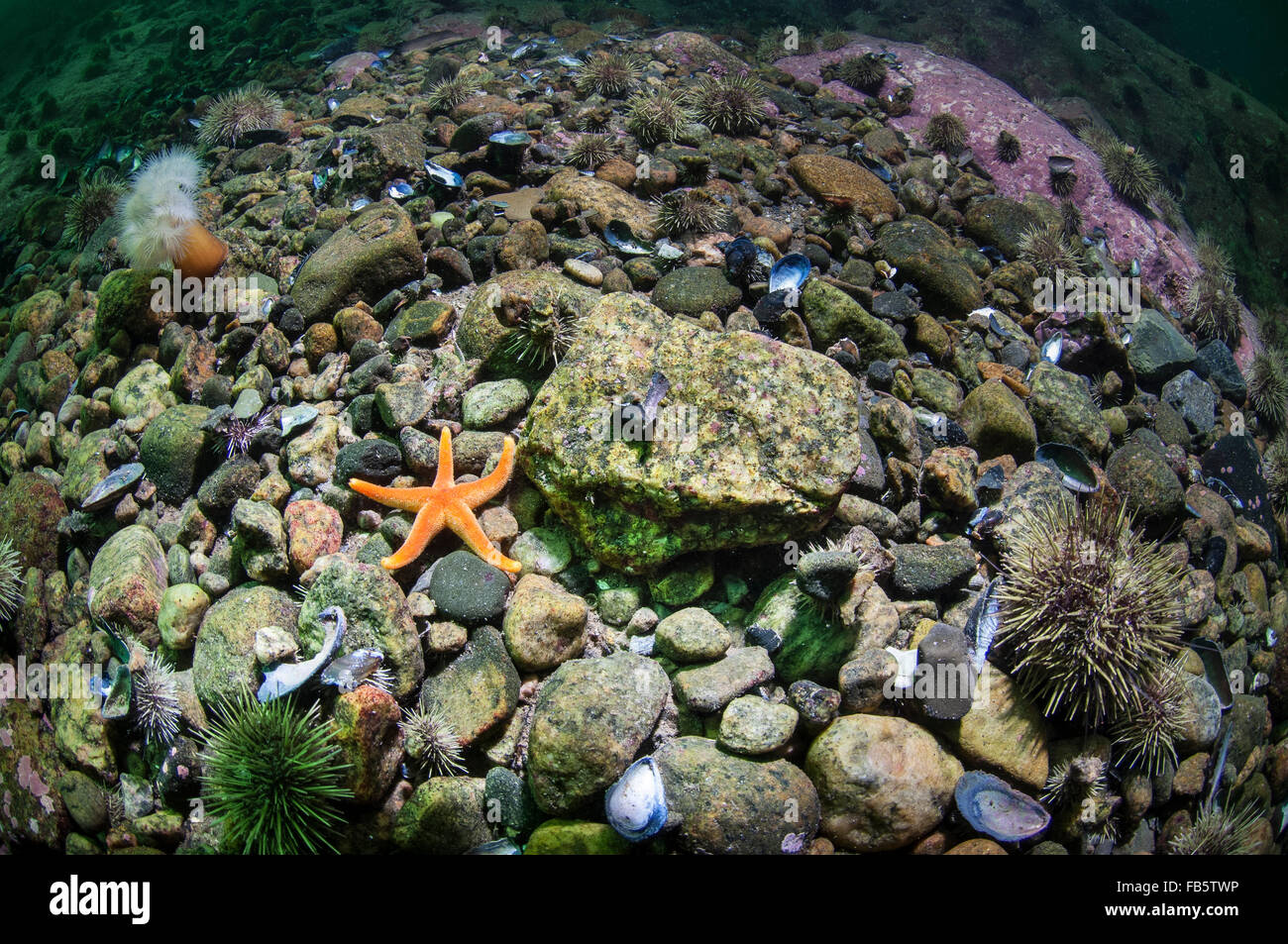 Blood Sea Star underwater feeding on a marine sponge in the Gulf of the St. Lawrence River Stock Photo