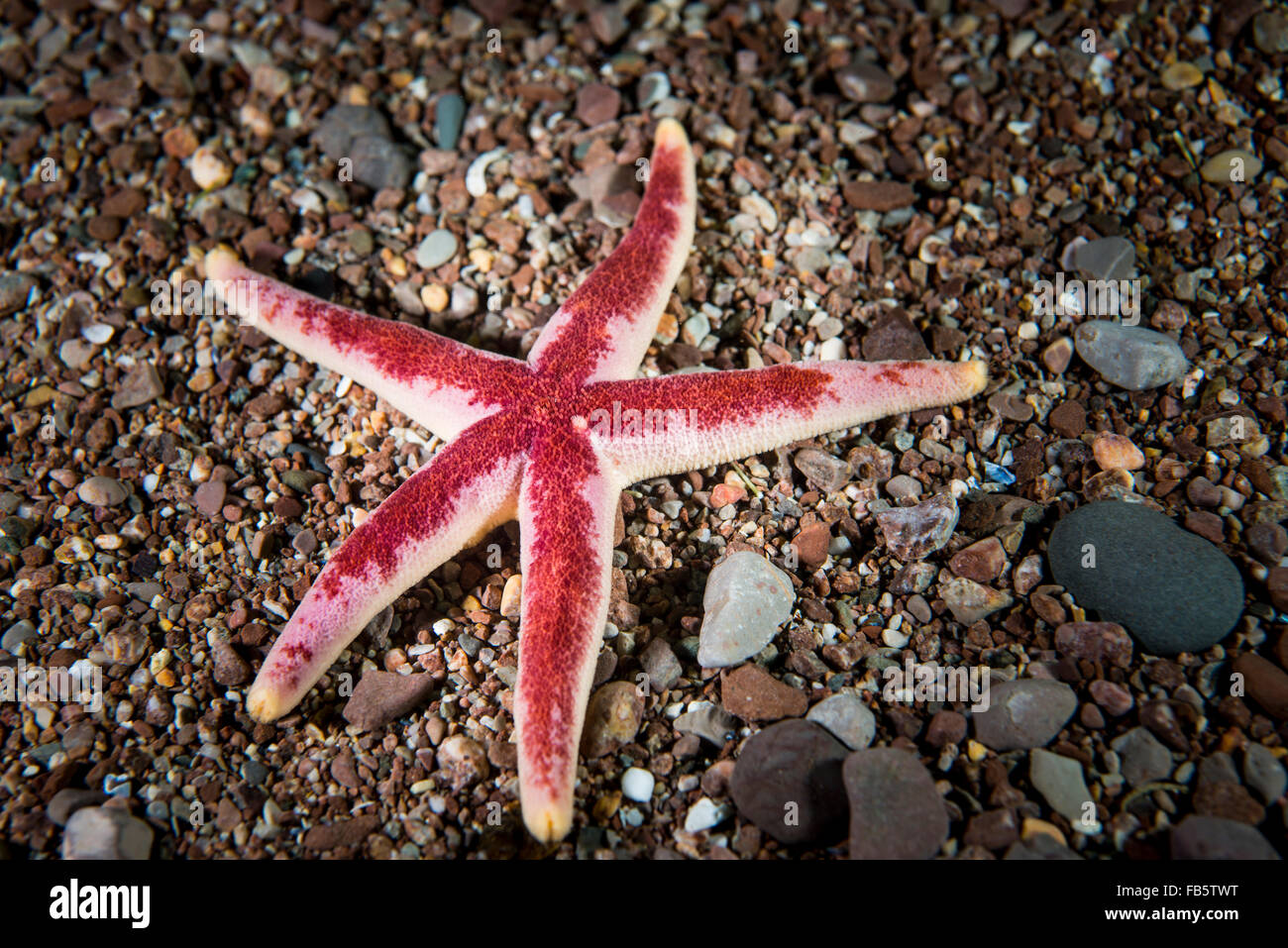 Blood Sea Star underwater at Bonaventure Island in the Gulf of St. Lawrence Stock Photo