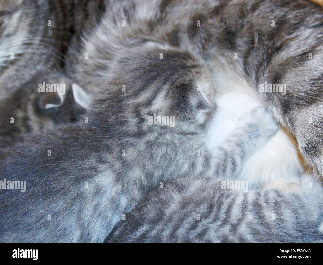 cat and her newborn kittens of Scottish Straight breed Stock Photo