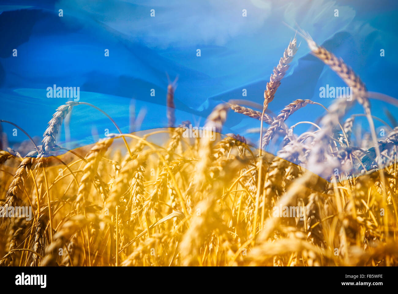 Flag of Ukraine and field of gold wheat under blue sky Stock Photo - Alamy