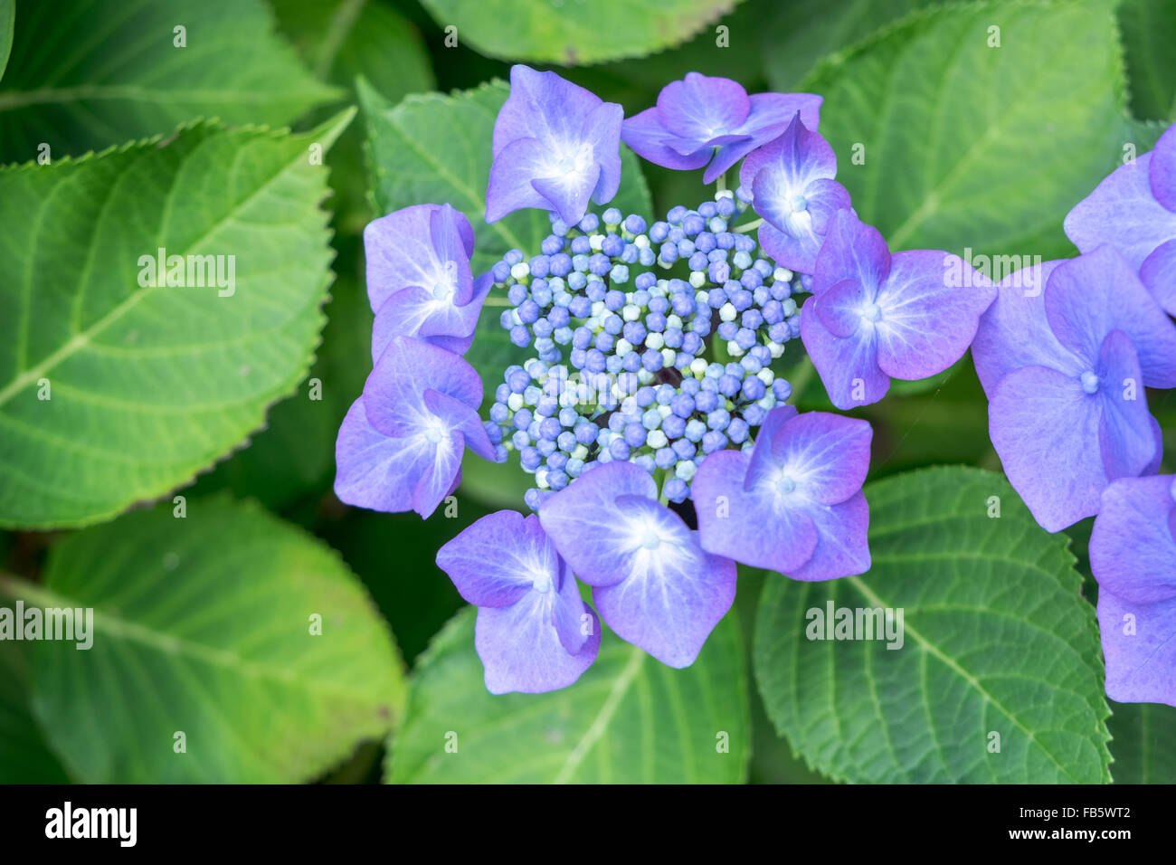 Flowerhead of Hydrangea plant Stock Photo