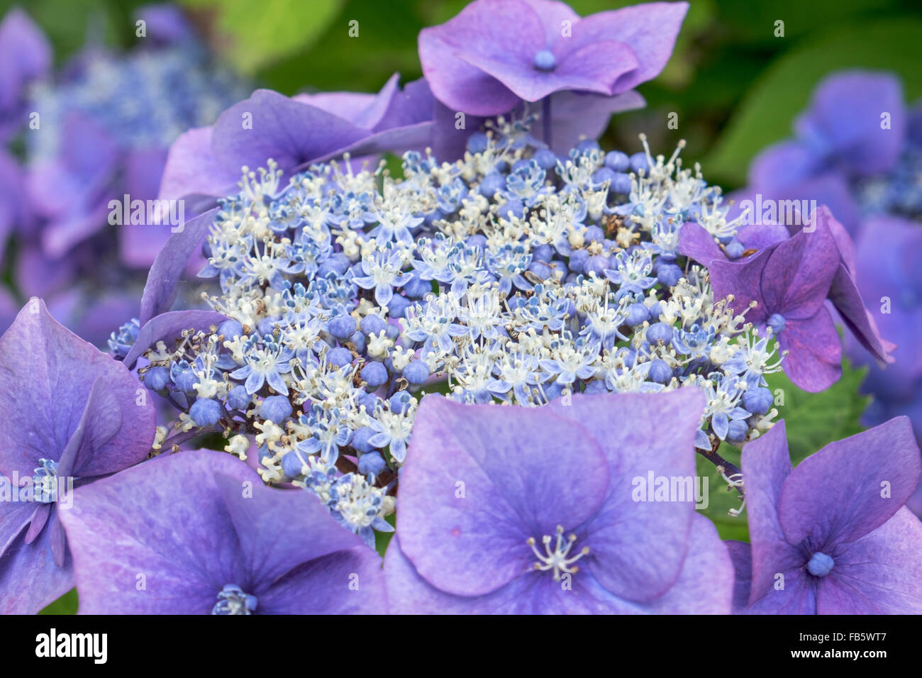 Flowerhead of Hydrangea plant Stock Photo