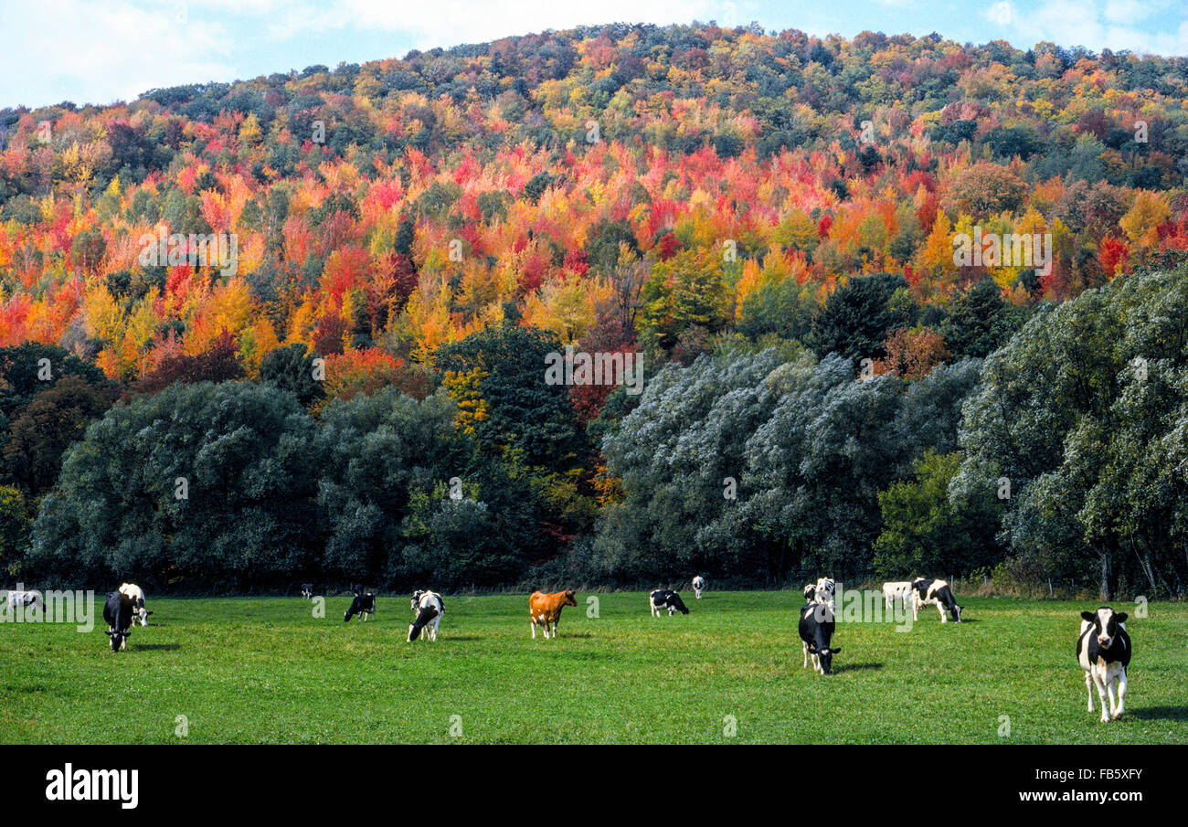 The U.S. state of Vermont in New England is famous for its trees that change to beautiful fall colors in autumn, and for its many dairy cows grazing in grassy fields. Stock Photo