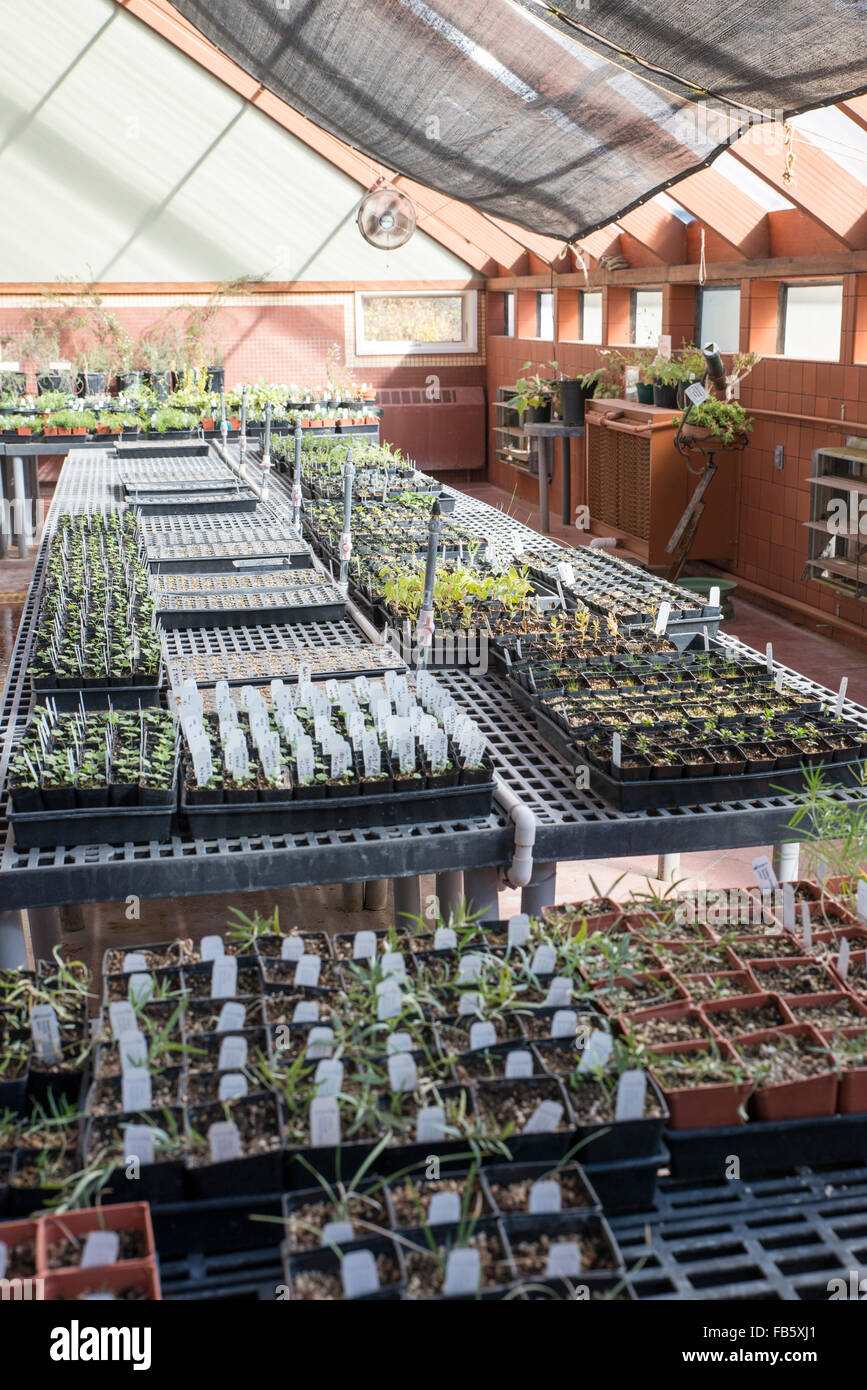 Inside one of the greenhouses at the Arboretum at Flagstaff, Arizona