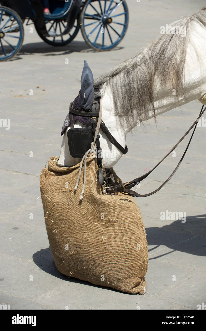 Horse eating from feed bag best sale