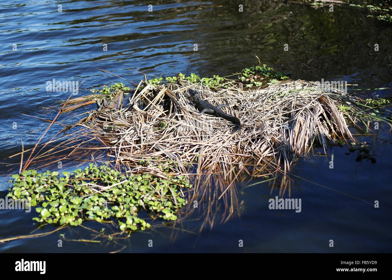 A small alligator basking in the sun at Boyd Hill Nature Preserve in St. Petersburg, Florida. Stock Photo