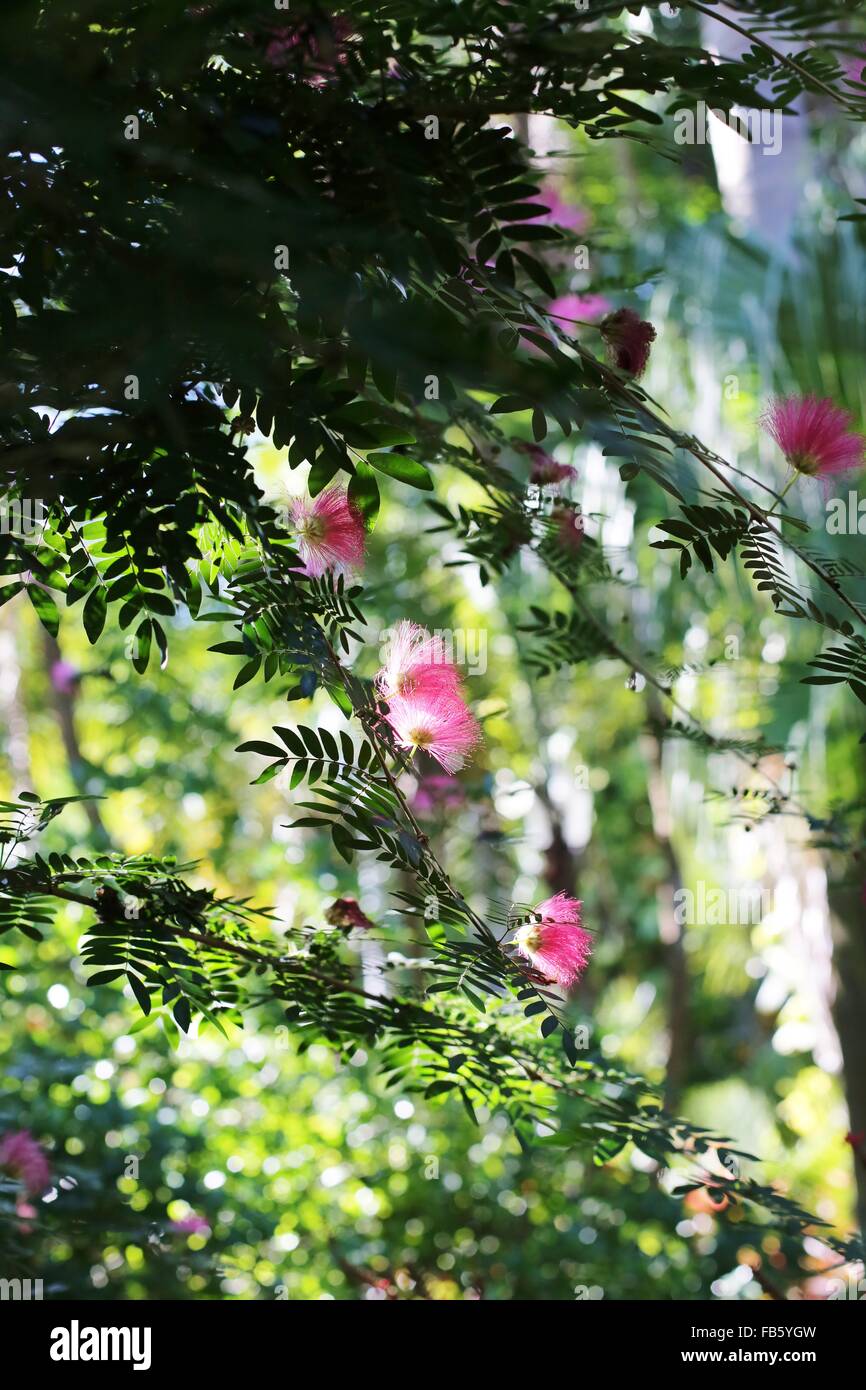 A silk mimosa tree Stock Photo Alamy