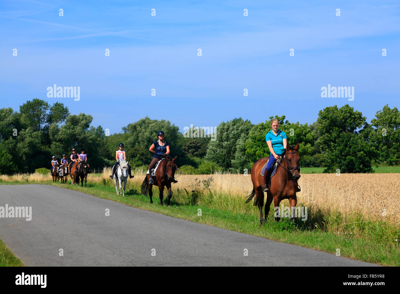Guided horse tour , Fehmarn island, Baltic sea coast, Schleswig-Holstein, Germany Stock Photo