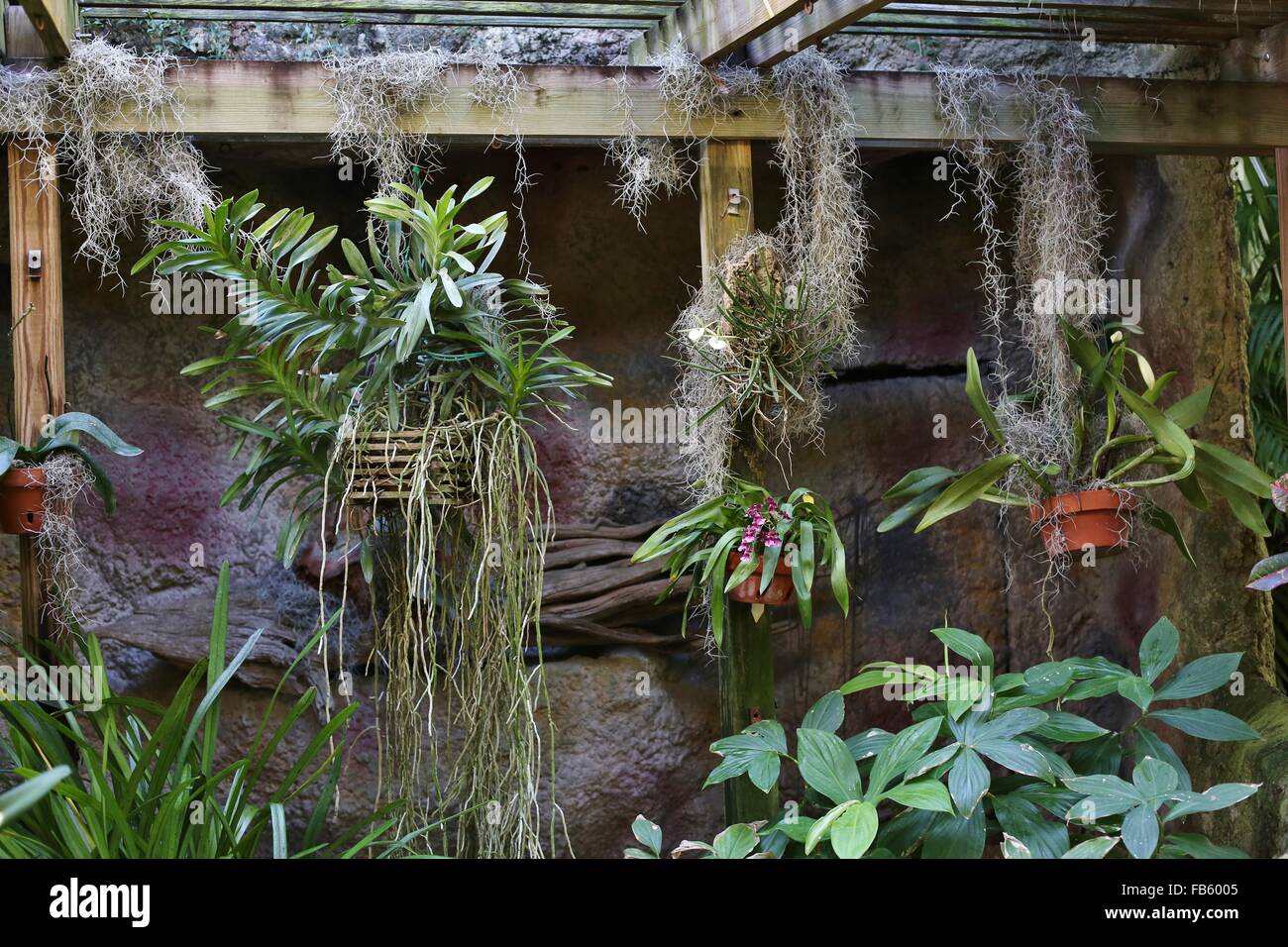 Orchids at Sunken Gardens in St. Petersburg, Florida Stock Photo Alamy
