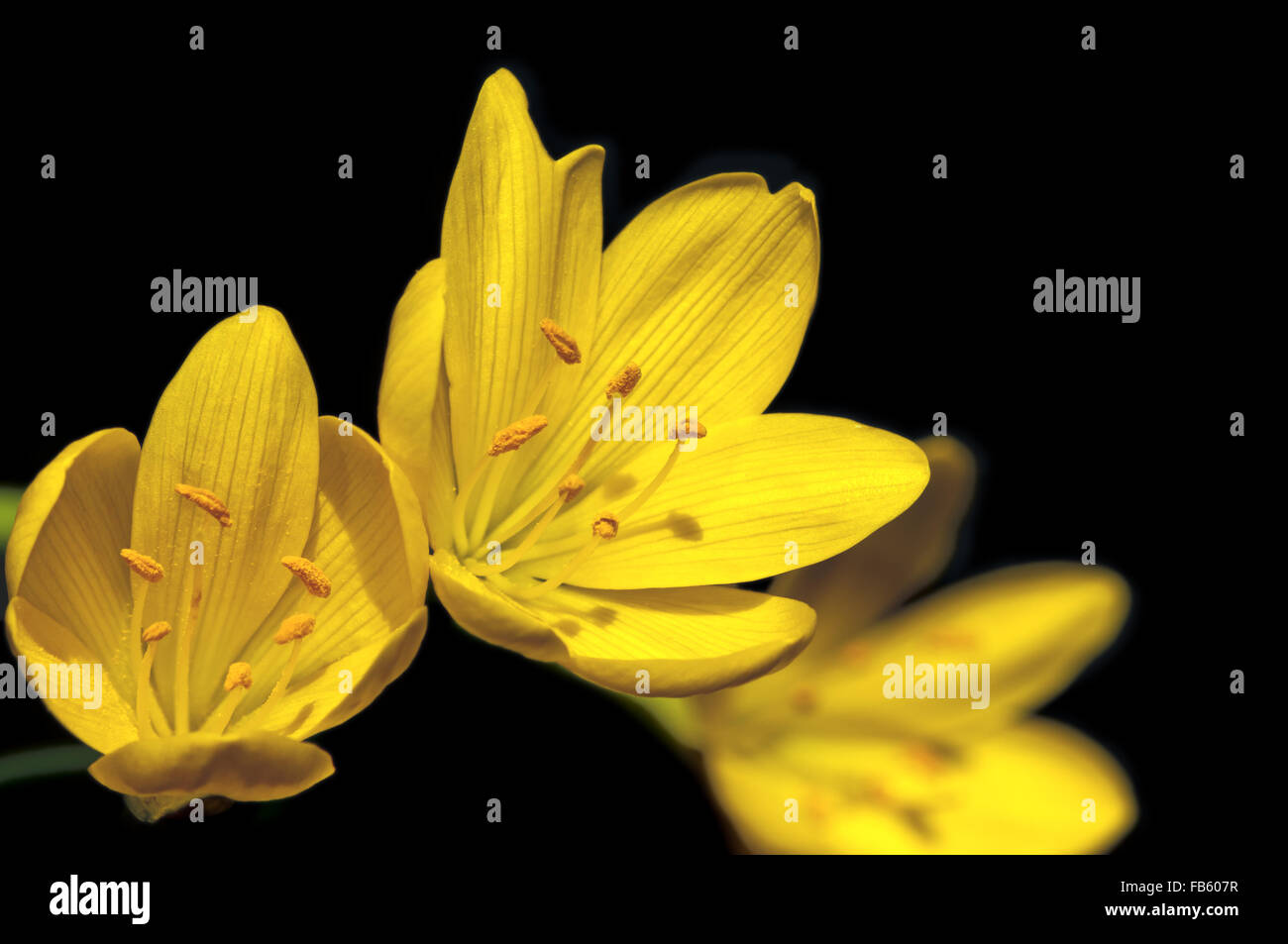 flowers of sternbergia lutea on black background Stock Photo