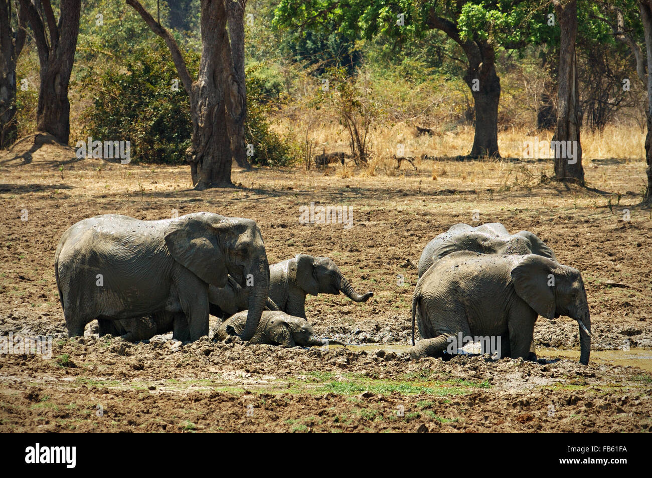 Group of African elephants (Loxodonta africana) with cubs bathing in mud inside South Luangwa National Park, Zambia Stock Photo