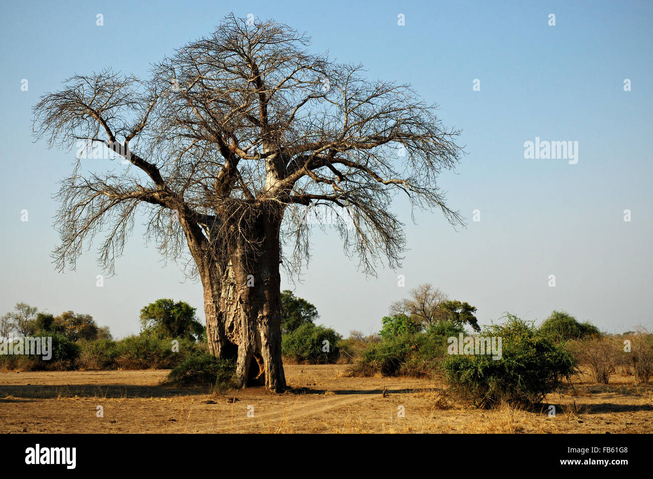 African baobab (Adansonia digitata) in the bush inside South Luangwa ...