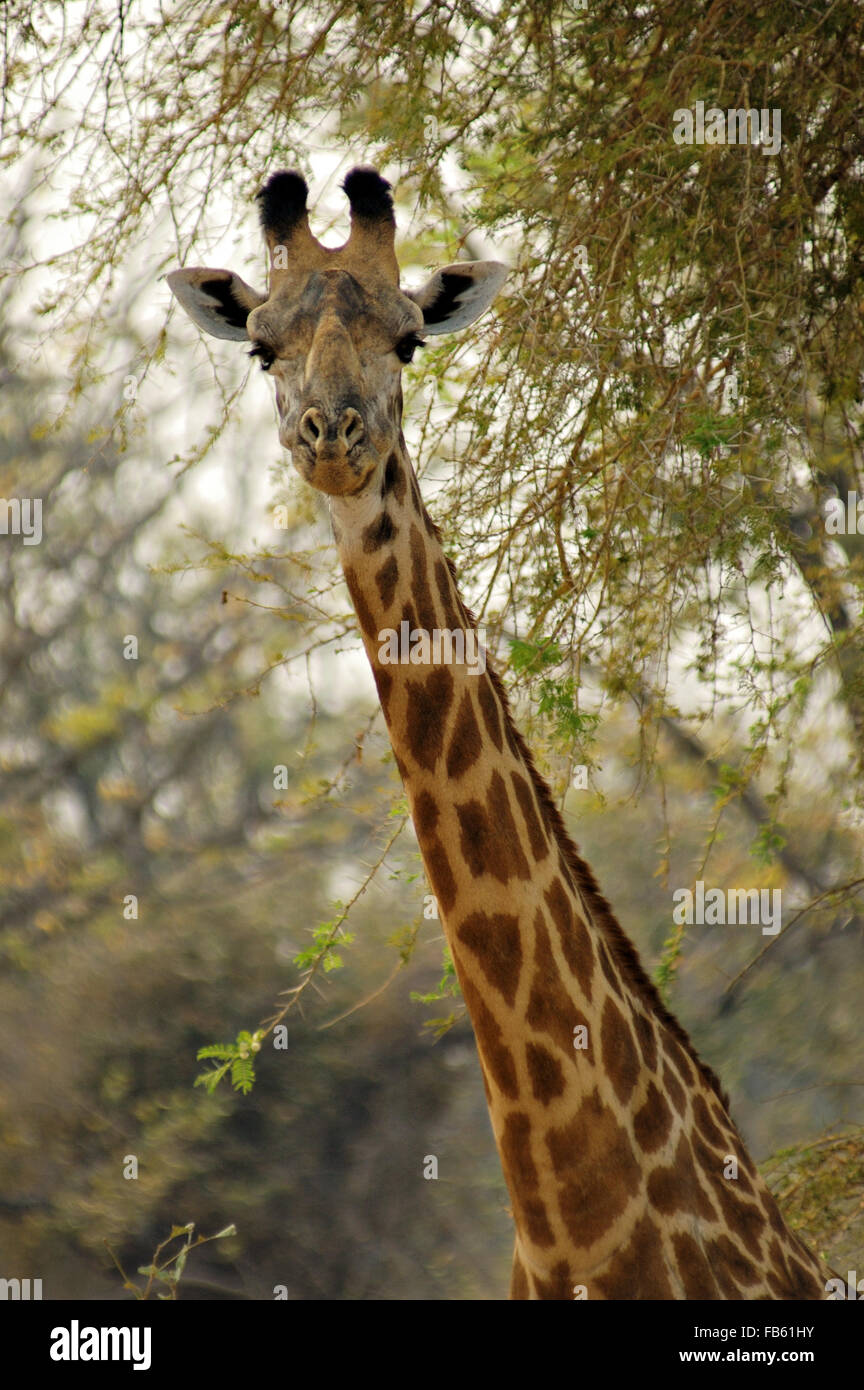 Close-up of a Rhodesian or Thornicroft’s giraffe in the South Luangwa National Park, Zambia Stock Photo
