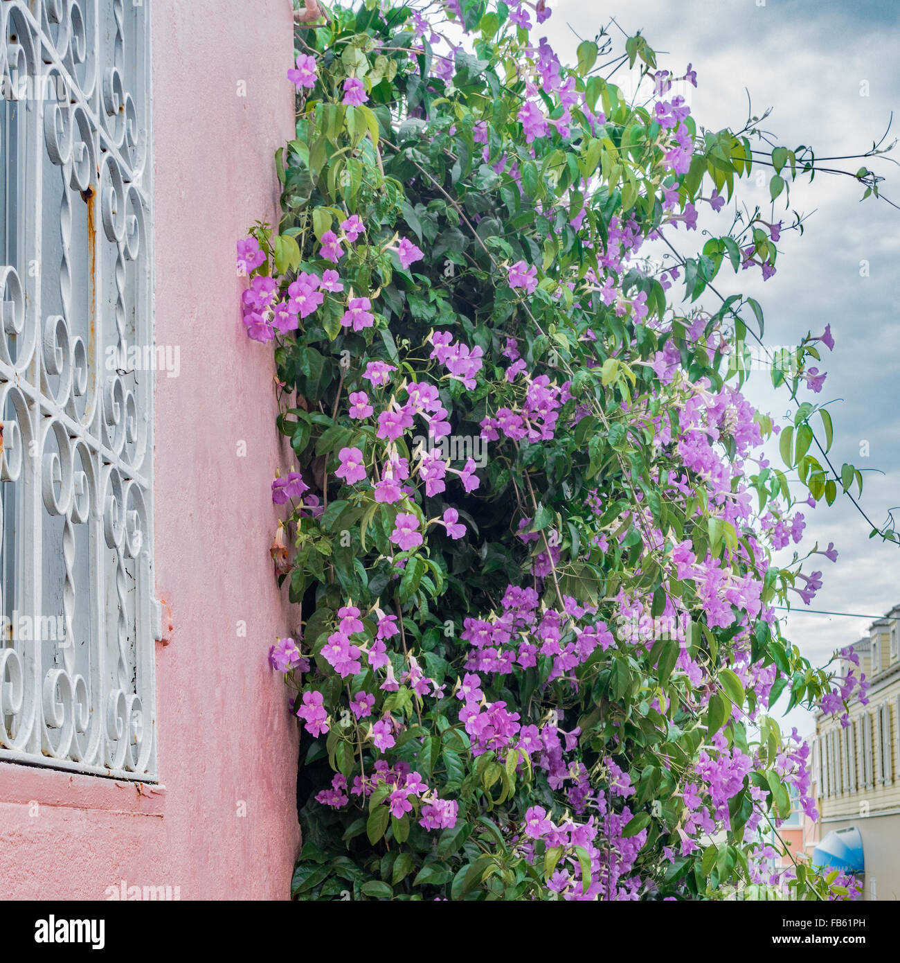 Probably Clytostoma Callistegioides, known as Lavender Trumpet Vine, growing on a wall in Christiansted, U.S. Virgin Islands. Stock Photo