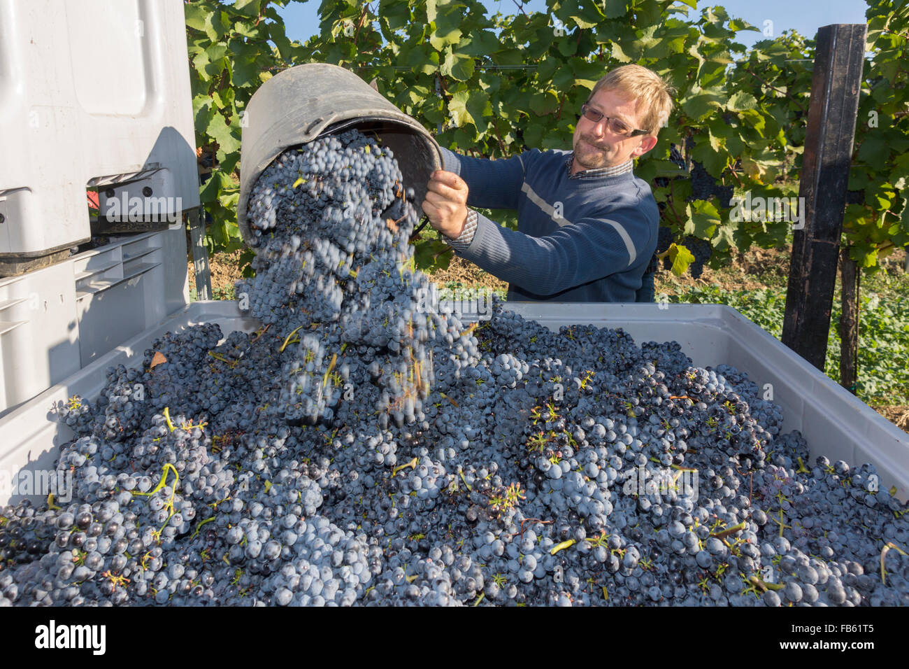 A vintner filling a container with grapes in the Kamptal / Langenlois area famous for wine making, Lower Austria, Austria Stock Photo