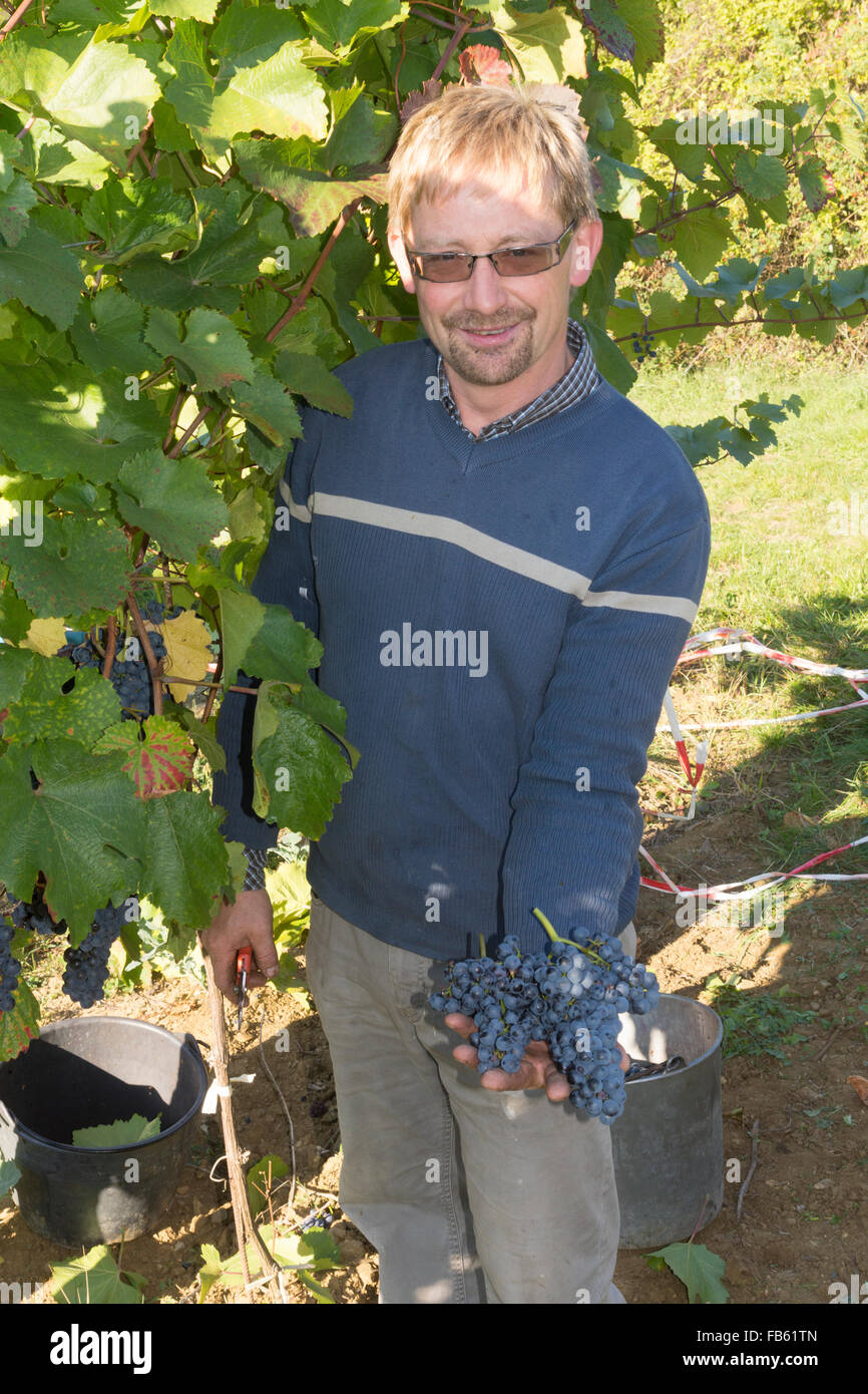 A vintner displaying grapes cut from his vines in the famous Kamptal / Langenlois wine growing area of Lower Austria Stock Photo