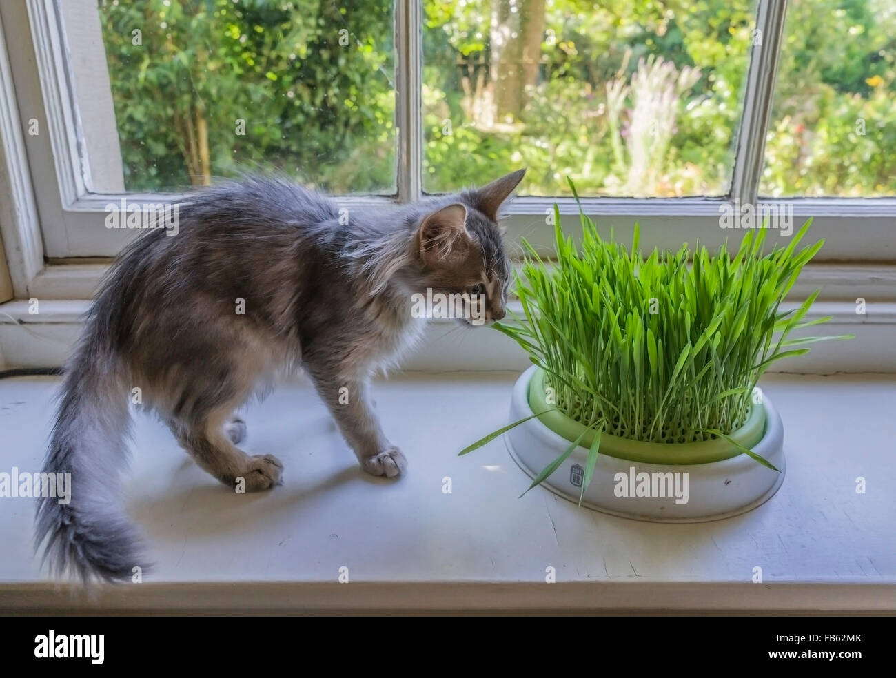 Male Somali breed Kitten investigates cat grass to supplement diet and health. Stock Photo