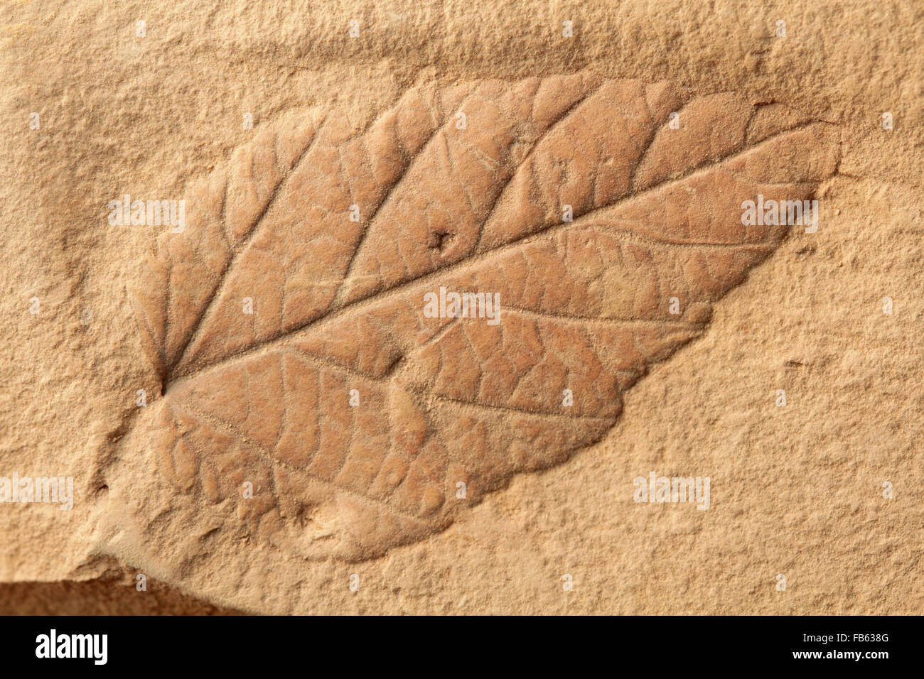 Fossil leaf, Paleocene, Glendive formation, Montana. Stock Photo