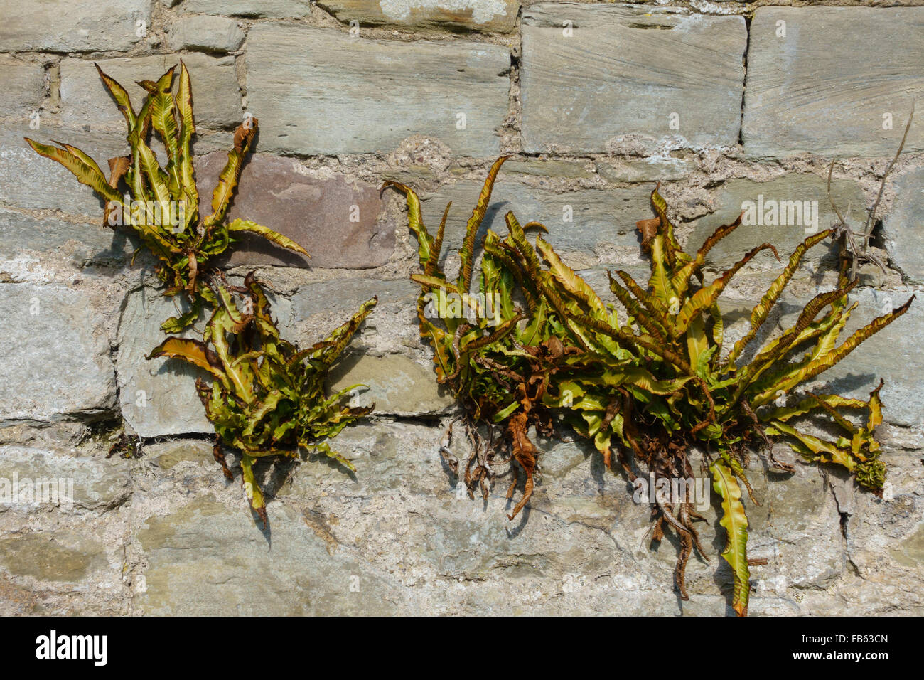 Liverwort grows in a stone wall, Penitents Walk next to the River Tweed in Coldstream, Scotland. Stock Photo