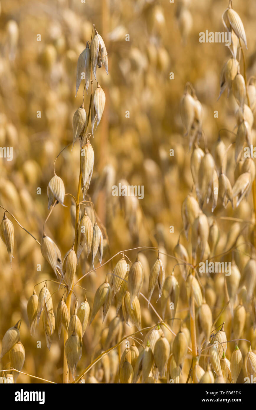 Oats ready to havest in the Scottish Borders, destined for oatmeal milling. Stock Photo