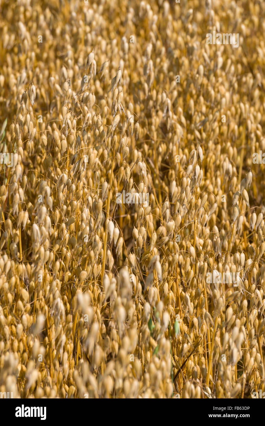 Oats ready to havest in the Scottish Borders, destined for oatmeal milling. Stock Photo