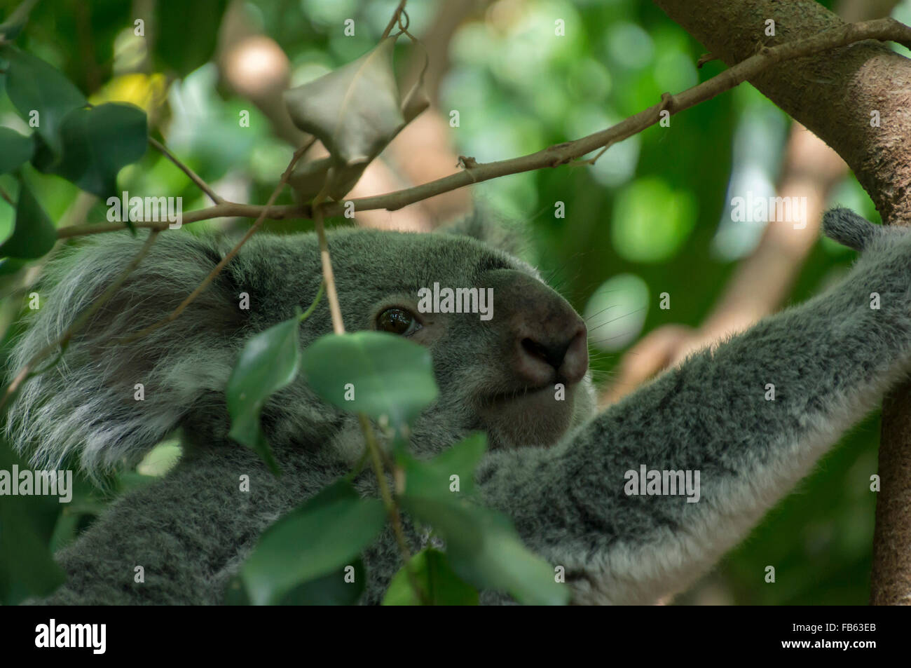 Koala bear at Edinburgh Zoo, Scotland. Stock Photo