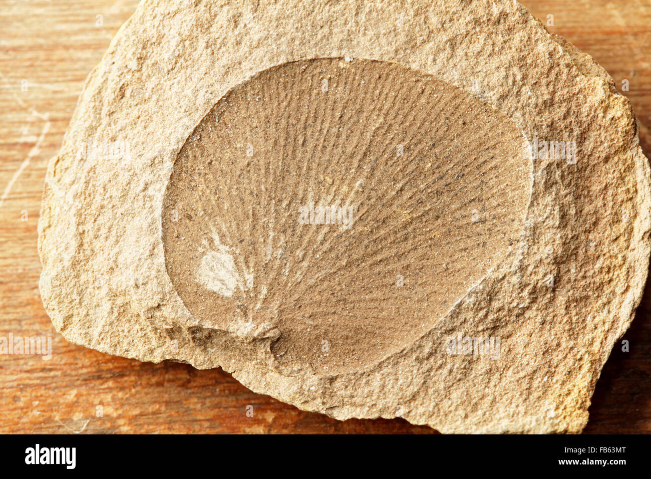 Fossil fern leaflet, Pecopteris sp., nodule, Mazon Creek, Illinois. Pennsylvanian, Carboniferous Stock Photo