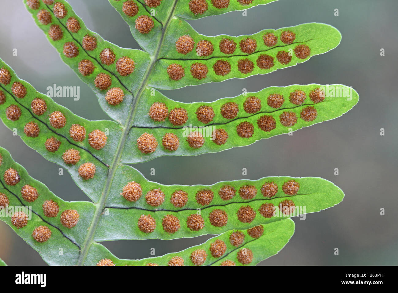 Close-up of sori on the underside of a frond of rock polypody, Polypodium vulgare. Massachusetts, USA Stock Photo