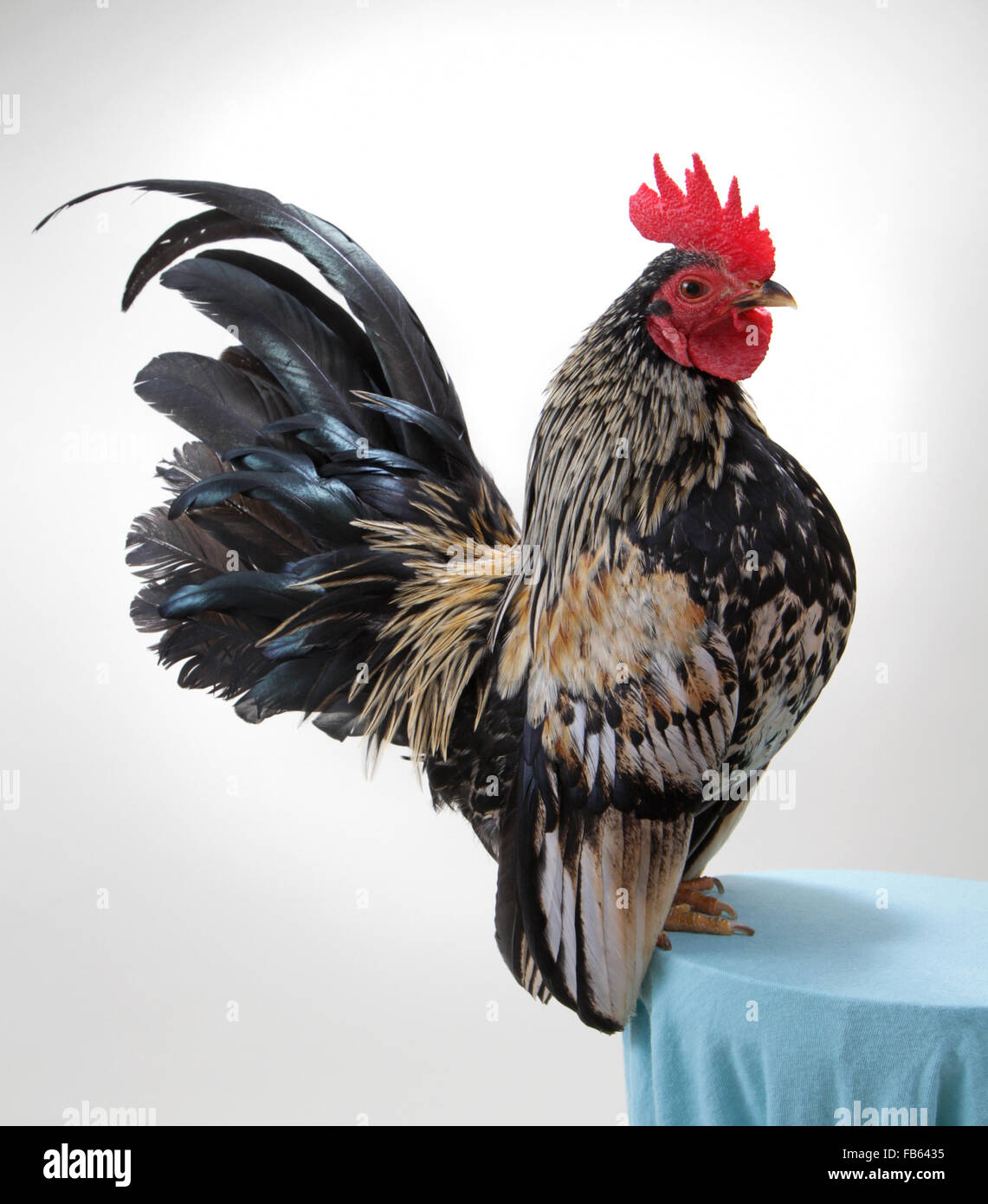 Portrait of a black rust serama bantam rooster at the 2013 New England Bantam Club Fall Show. Stock Photo