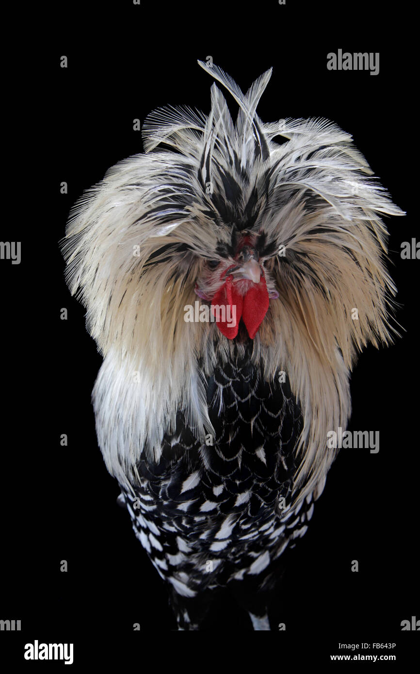 Portrait of a silver-laced Polish bantam rooster at the 2013 New England Bantam Club Fall Show. Stock Photo