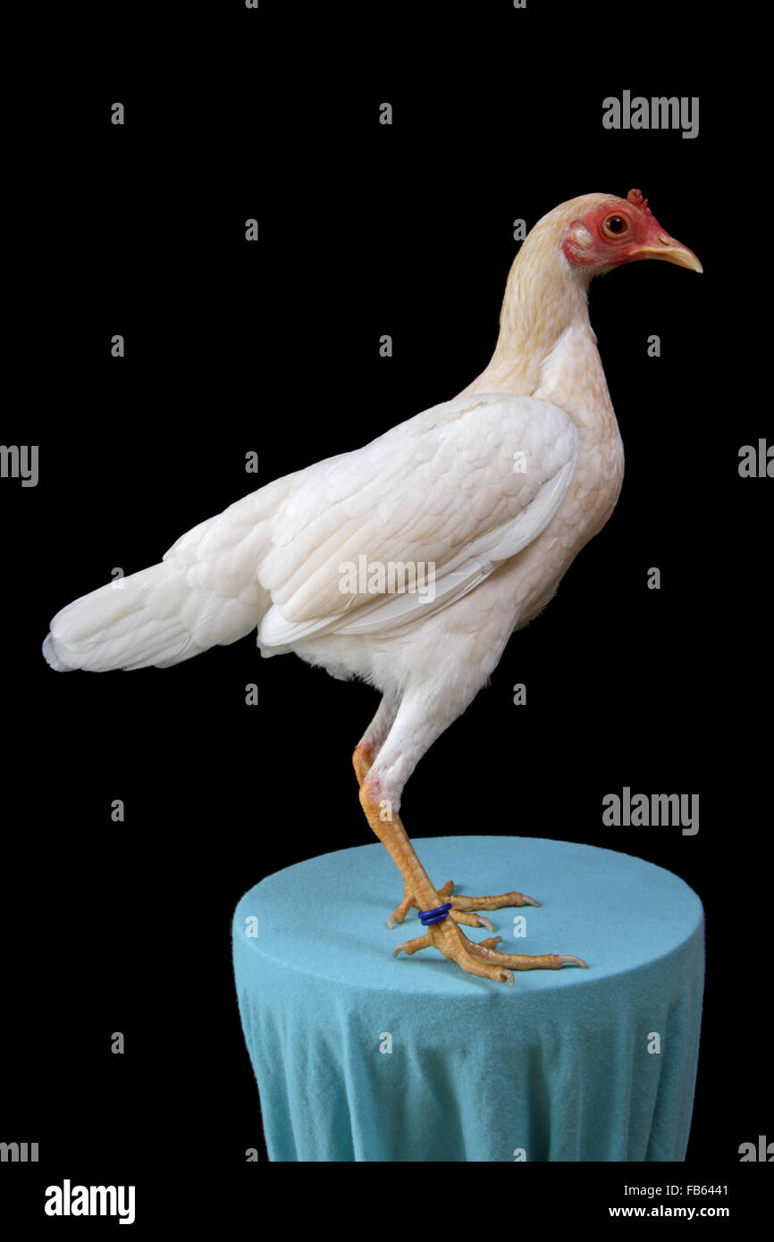 Portrait of a red pyle modern game bantam hen at the 2014 Northeastern Poultry Congress. Stock Photo