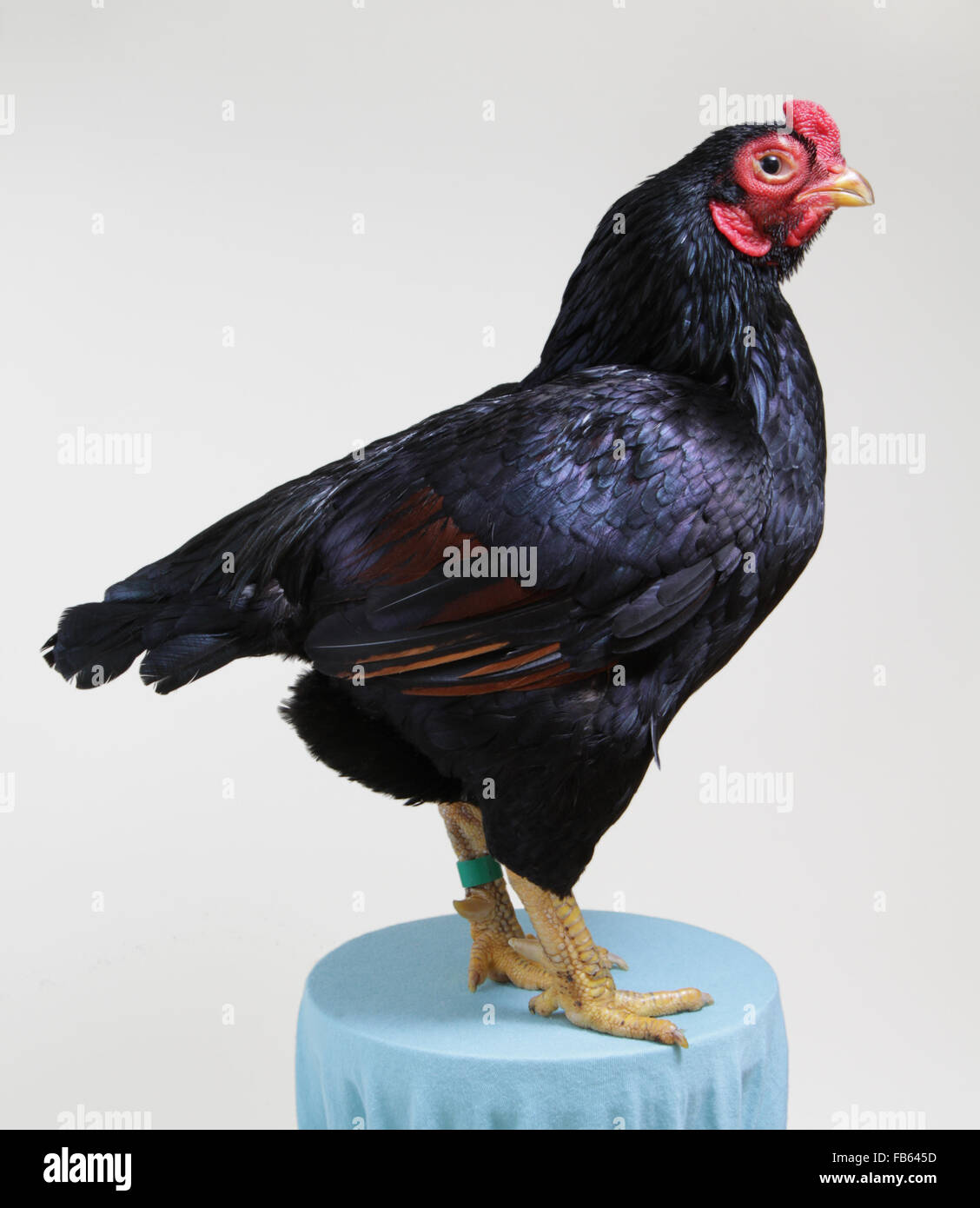 Portrait of a dark cornish bantam rooster at the 2014 Northeastern Poultry Congress Stock Photo