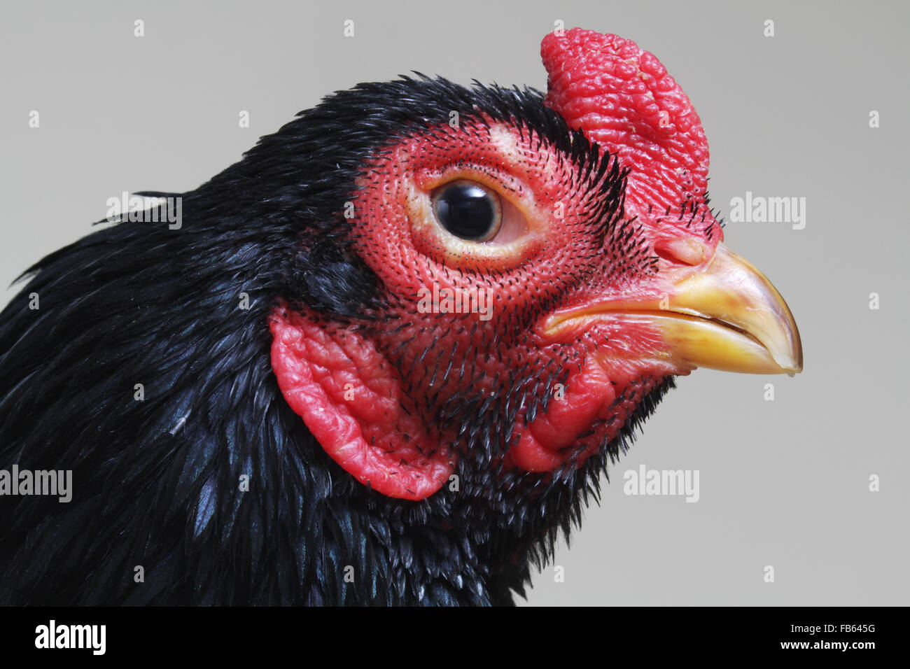 Close-up portrait of a dark cornish bantam rooster at the 2014 Northeastern Poultry Congress Stock Photo