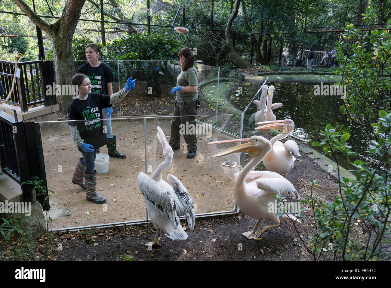 Visitor experience day helping zoo keepers at Edinburgh Zoo, Scotland