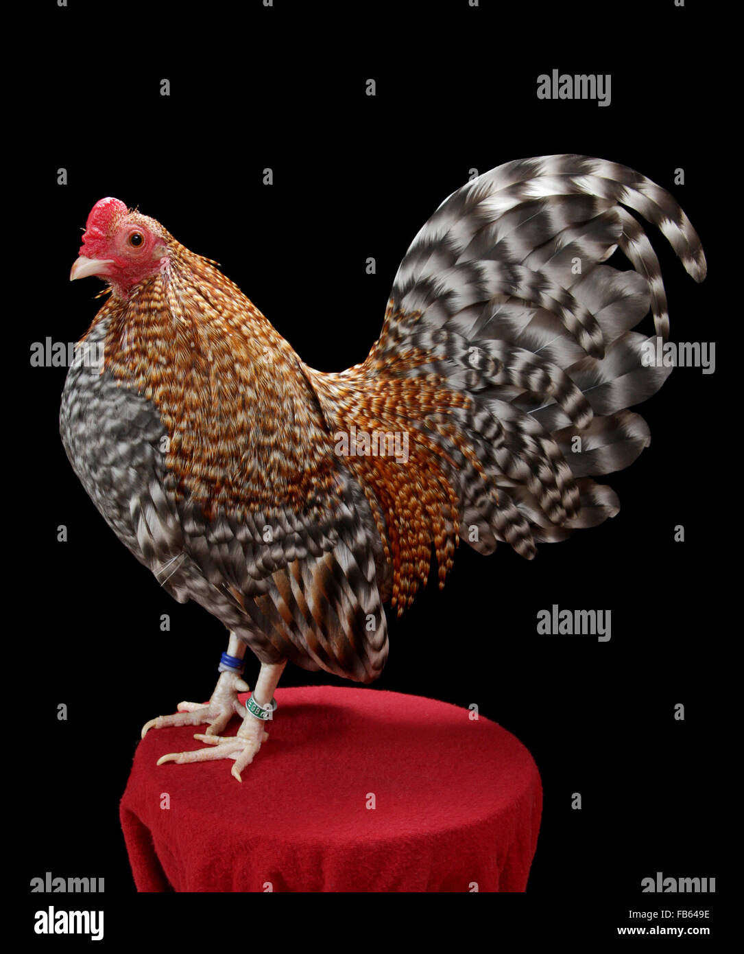Portrait of a crele Old English Game Bantam rooster at the 2014  Northeastern Poultry Congress Stock Photo - Alamy