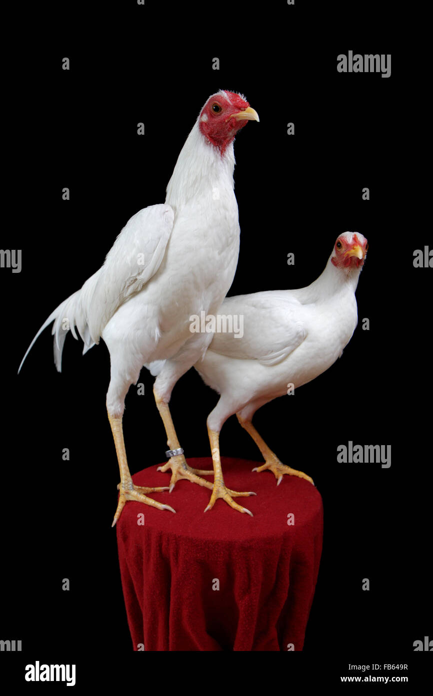White modern game cock (rooster) and hen. 2014 Northeastern Poultry Congress, West Springfield, Massachusetts. Stock Photo
